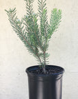 Leucadendron galpinii
