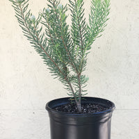 Leucadendron galpinii