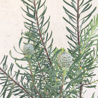 Leucadendron galpinii
