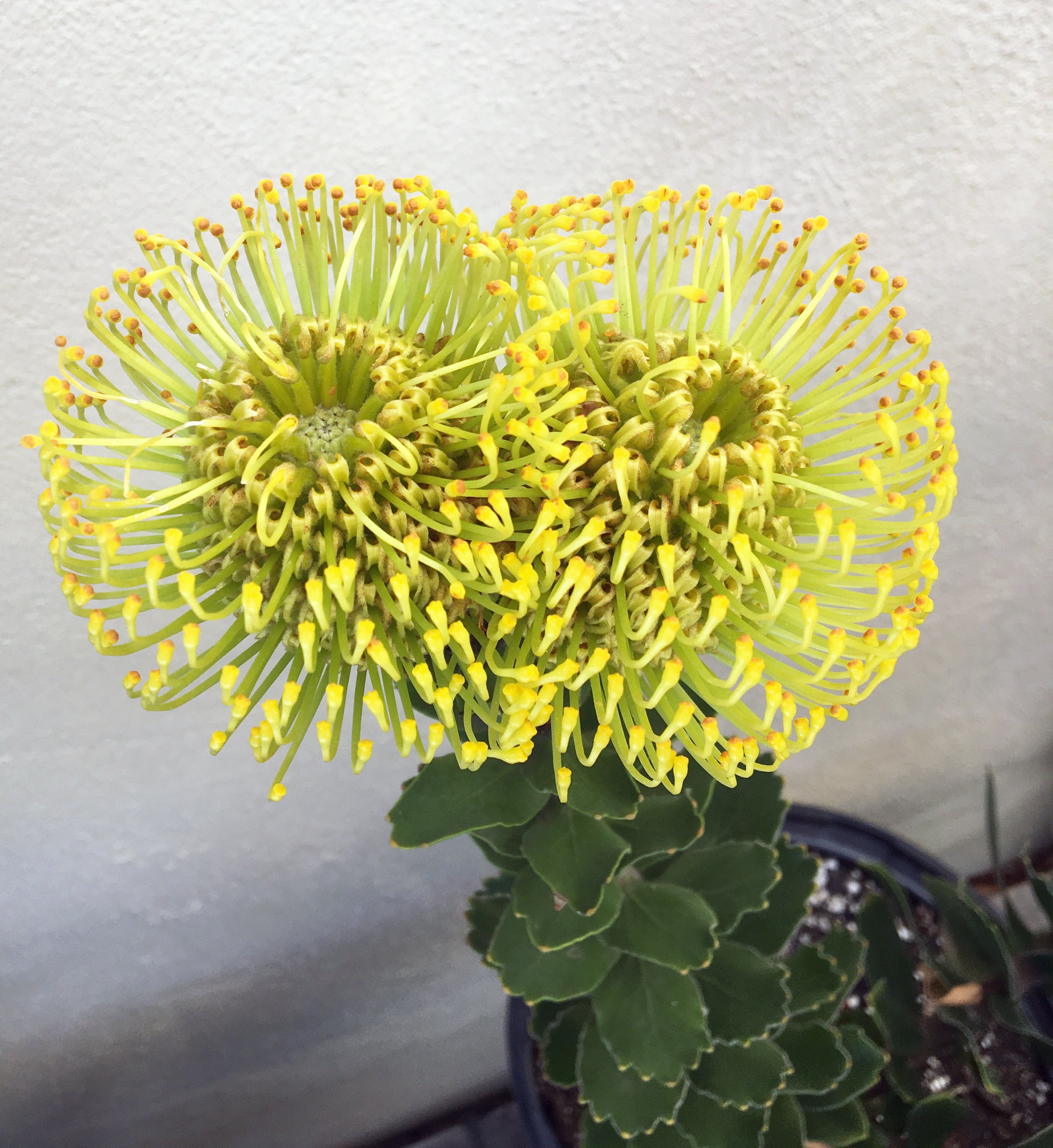 Leucospermum High Gold – Plant Material