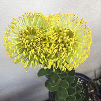 Leucospermum High Gold