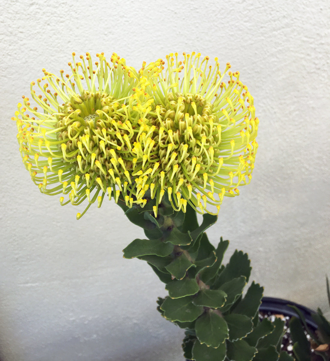 Leucospermum High Gold