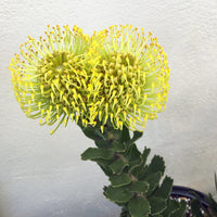 Leucospermum High Gold