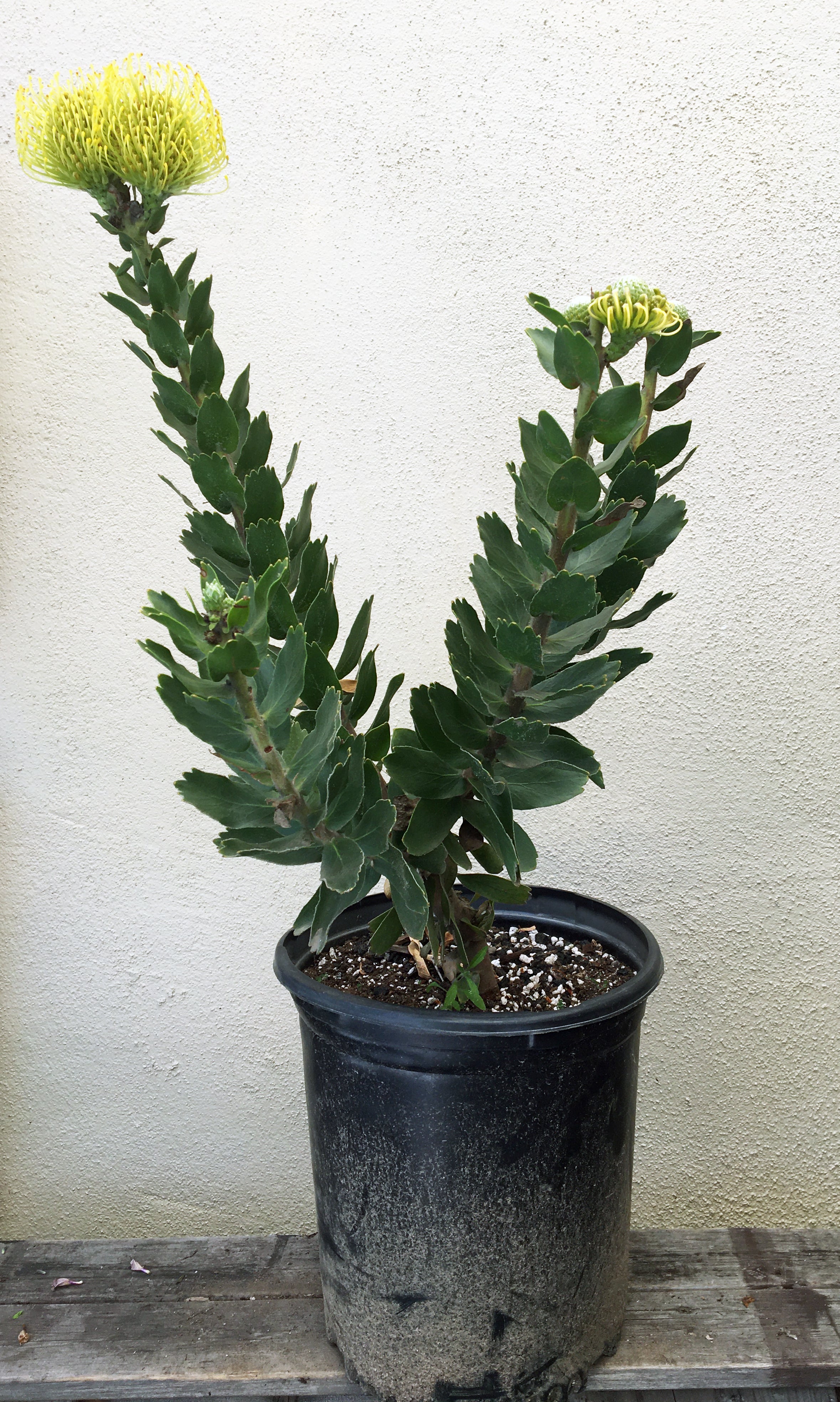 Leucospermum High Gold – Plant Material