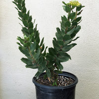 Leucospermum High Gold