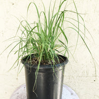 Muhlenbergia rigens, Deer Grass 1 Gallon