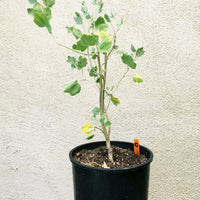 Malacothamnus fasciculatus, Chaparral Mallow