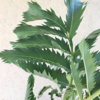 Melianthus major