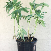 Melianthus major
