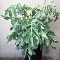 Melianthus major