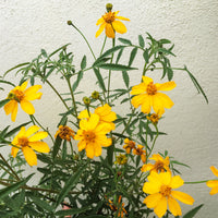 Tagetes lemmonii (Mexican Marigold)