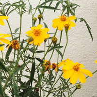 Tagetes lemmonii (Mexican Marigold)