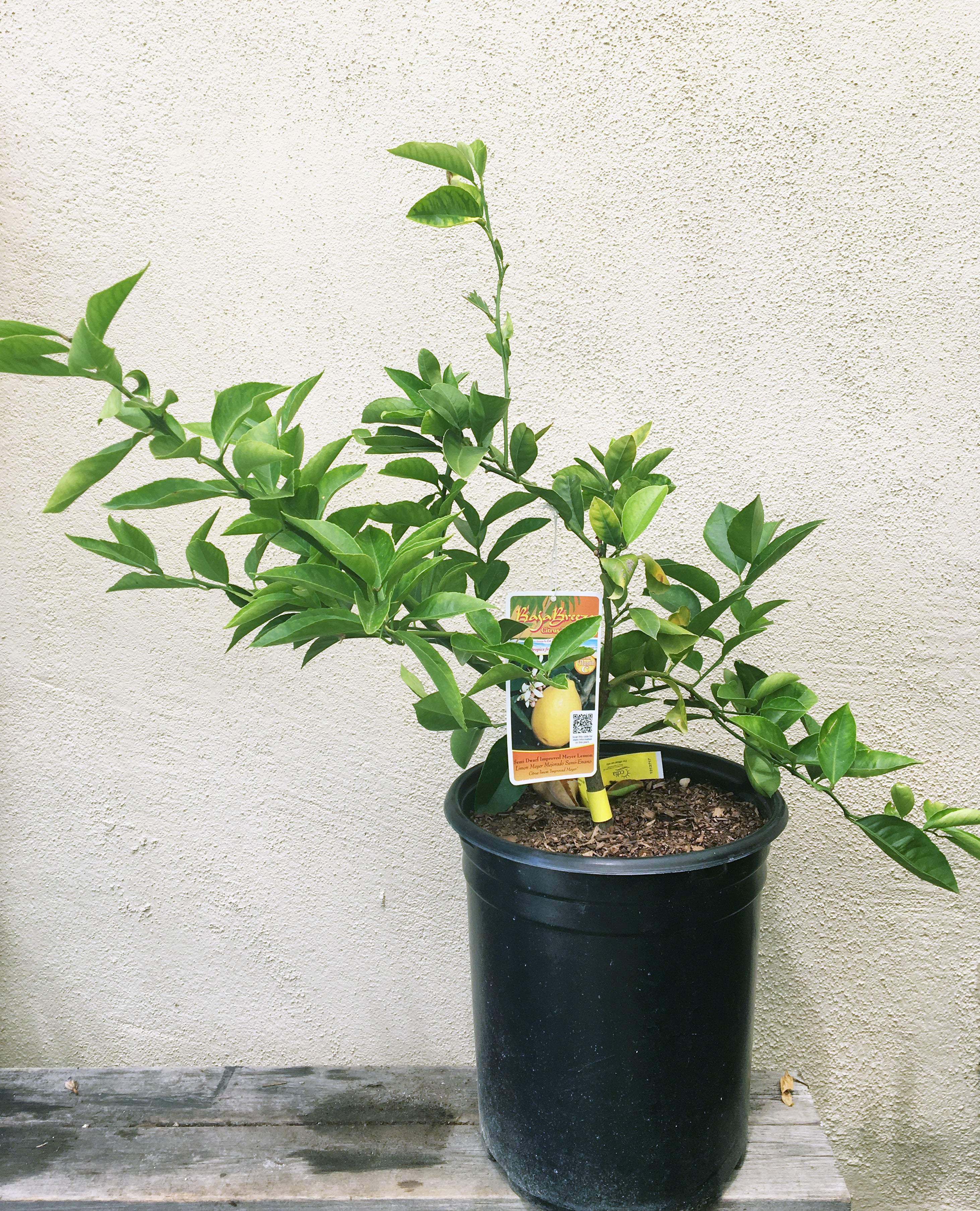 can you plant a meyer lemon tree in a pot Meyer Lemon Improved, Semi-dwarf – Plant Material