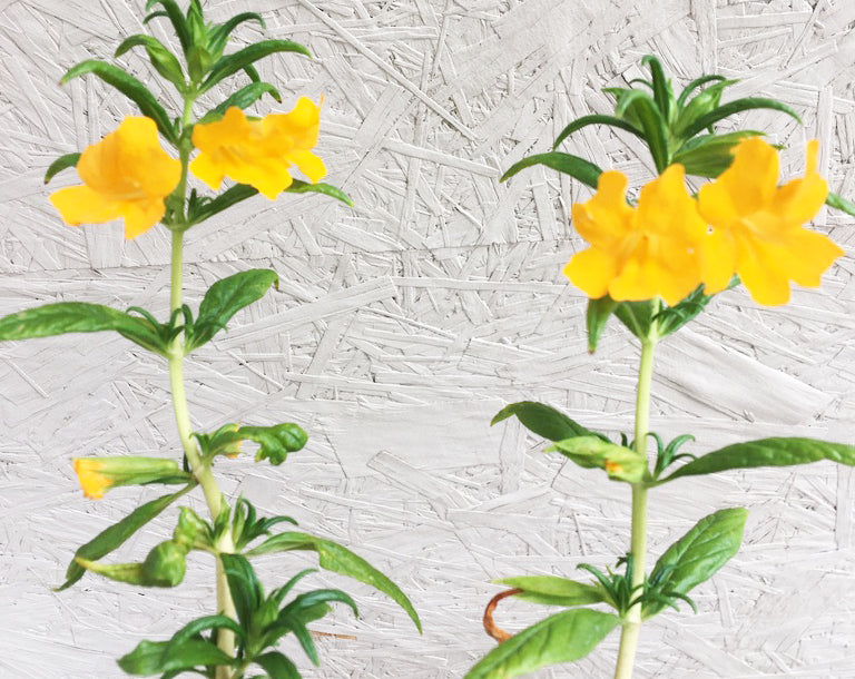 Mimulus 'Jelly Bean Terracotta' (Diplacus) – Plant Material