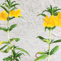 Mimulus ‘Jelly Bean Terracotta’ (Diplacus)