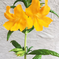Mimulus ‘Jelly Bean Terracotta’ (Diplacus)
