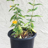 Mimulus ‘Jelly Bean Terracotta’ (Diplacus)