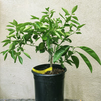 Minneola Tangelo, semi-dwarf