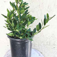 Frangula cal. 'Mound San Bruno' (coffeeberry) 5 Gallon