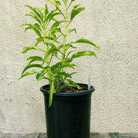 Penstemon spectabilis, Showy Penstemon 1 Gallon