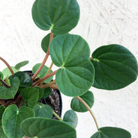 Peperomia Rana Verde leaves