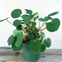Peperomia Rana Verde