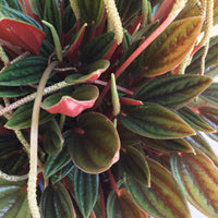 Peperomia Rosso Foliage