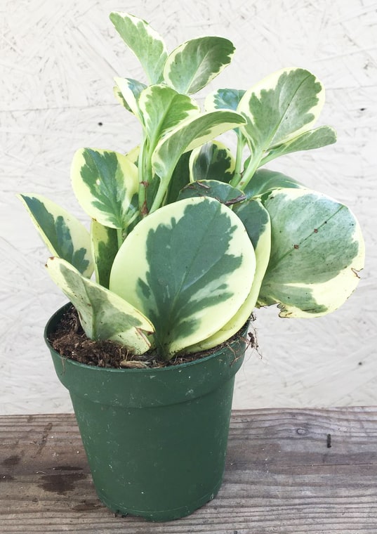 Peperomia obtusifolia 'Variegata' (6