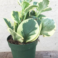 Peperomia variegata