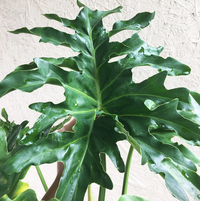 philodendron hope philodendron selloum x hybrid Philodendron selloum 'Hope'