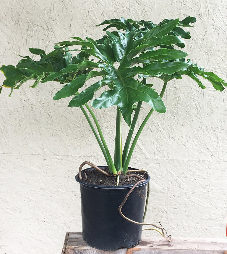 philodendron bipinnatifidum indoor Philodendron selloum 'Hope'