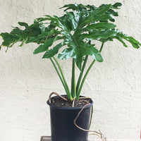 Philodendron selloum 'Hope'