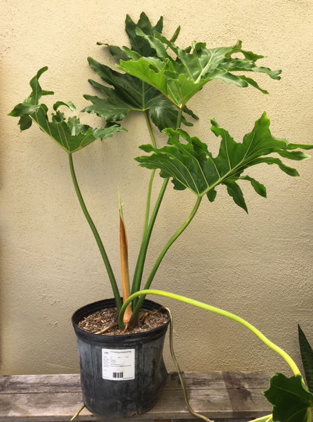 how often to water philodendron selloum Philodendron selloum