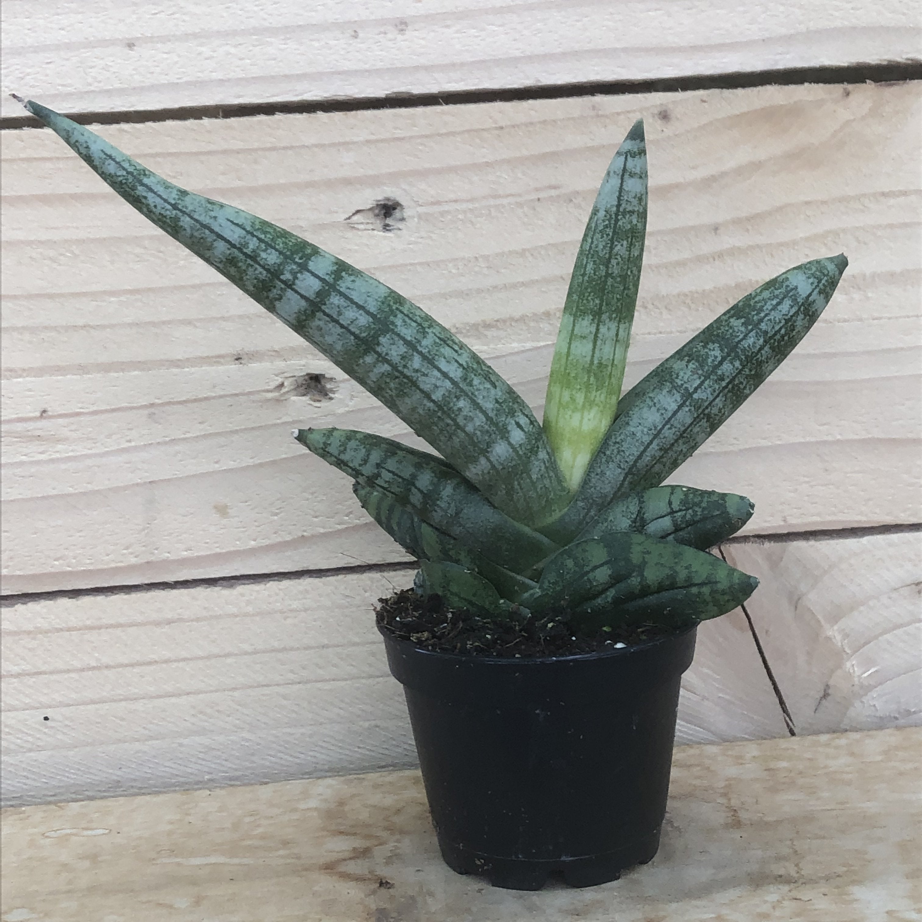 snake plant starfish Sansevieria Cylindrica Starfish