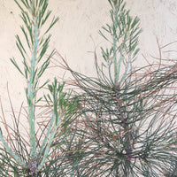 Pinus Sabiniana Foliage