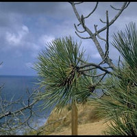 Pinus torreyana (torrey pine)