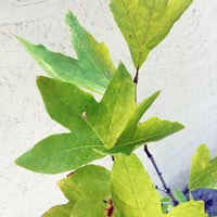 Platnus Racemosa Foliage