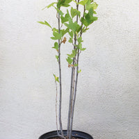 Platnus Racemosa 5 Gallon
