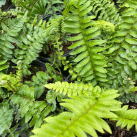 Polystichum munitum, California Sword Fern foliage