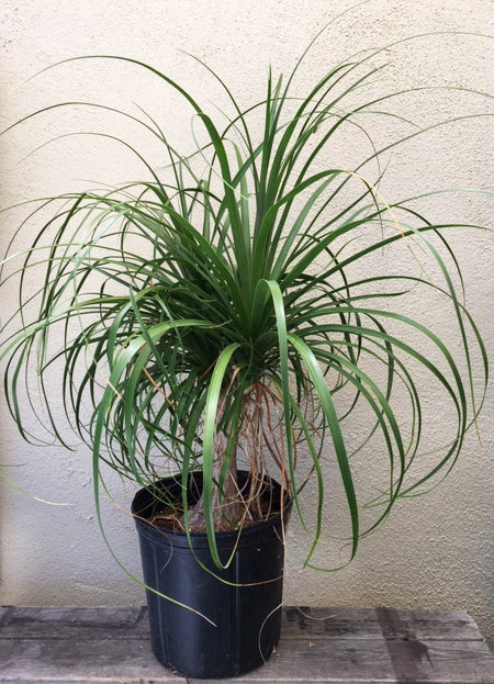 Beaucarnea recurvata (ponytail palm)