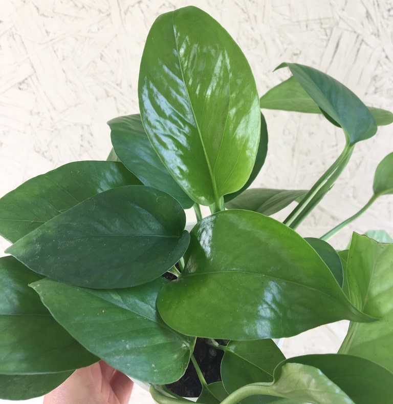 Pothos Green Queen Foliage