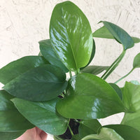 Pothos Green Queen Foliage