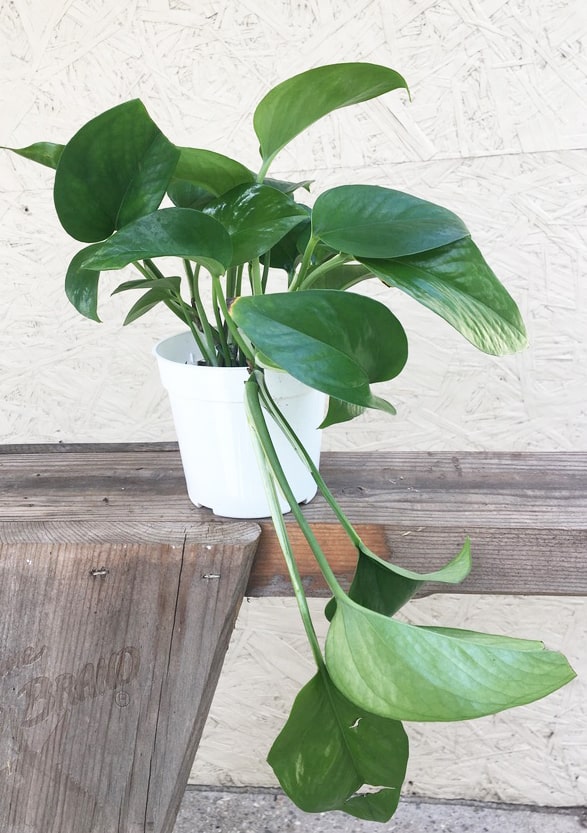 Pothos Green Queen