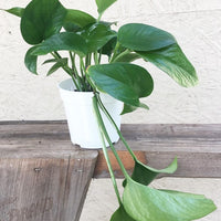 Pothos Green Queen