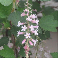 Ribes malvaceum 'Dancing Tassels'