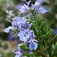 Rosmarinus 'Ken Taylor'