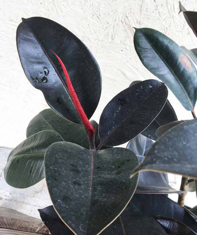 Ficus elastica decora (rubber fig)
