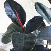 Ficus elastica decora (rubber fig)