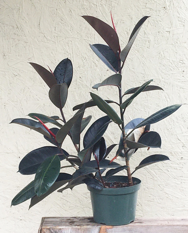 Ficus elastica decora (rubber fig)