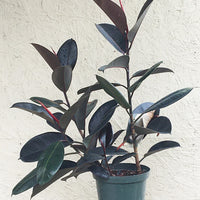 Ficus elastica decora (rubber fig)